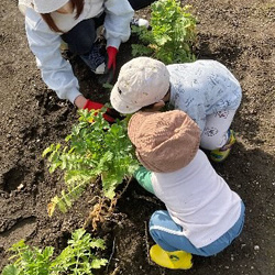 収穫体験など